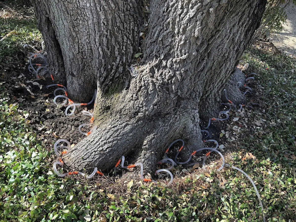 Detailed Tree Cabling and Bracing job site in Whites City