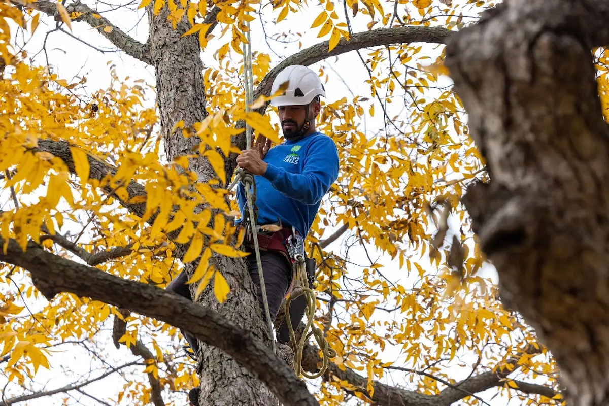 Skilled Storm Damage Cleanup crew working in Whites City