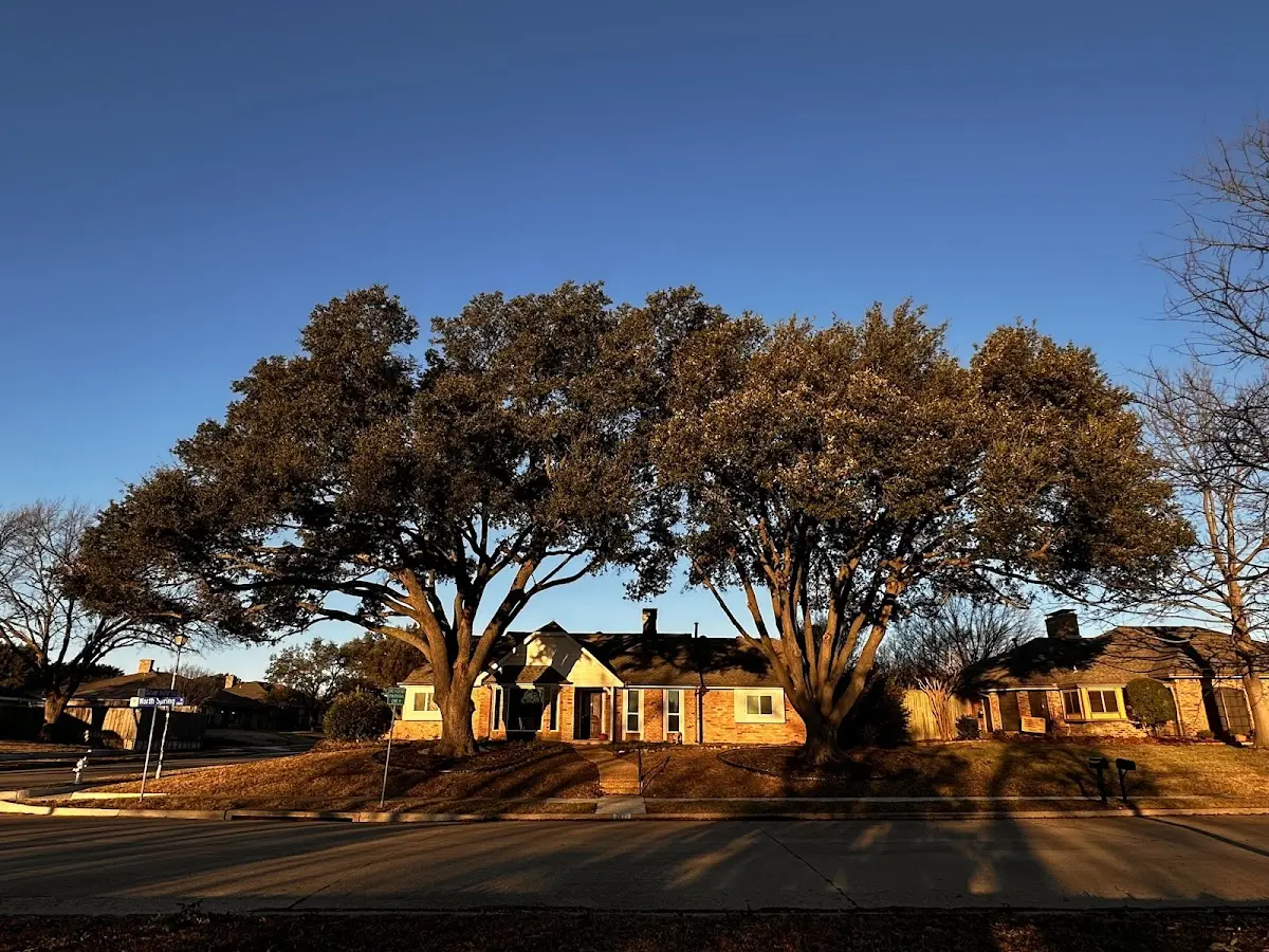 Established residential canopy tree shading a home in Whites City